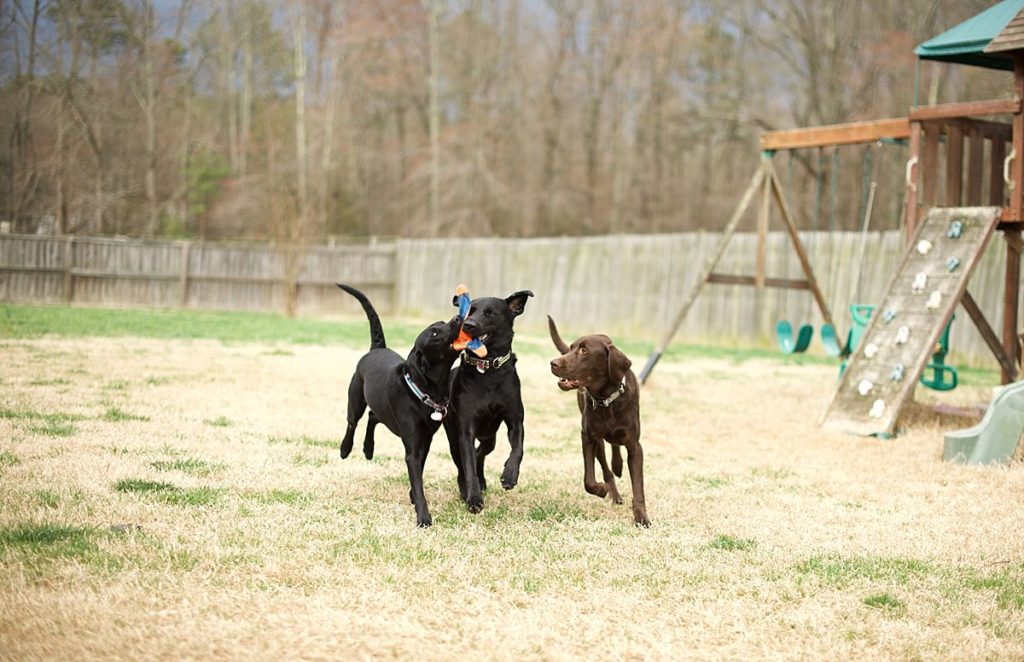 puppies, dogs, labs, black lab, labrador retriever, lab rescue