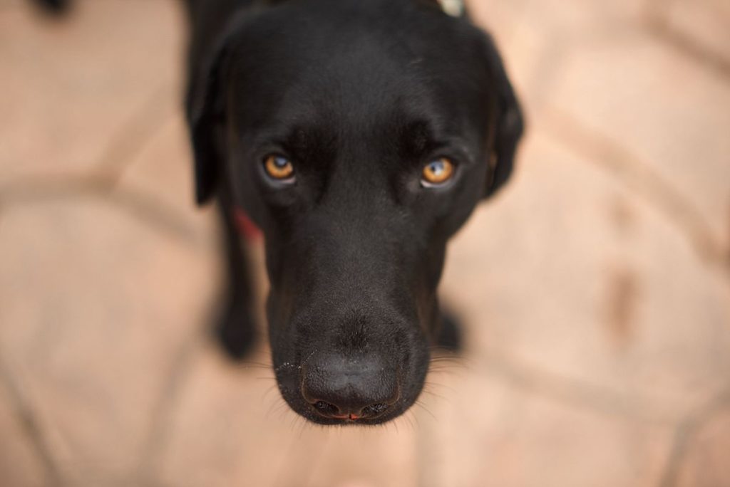 puppies, dogs, labs, black lab, labrador retriever, lab rescue