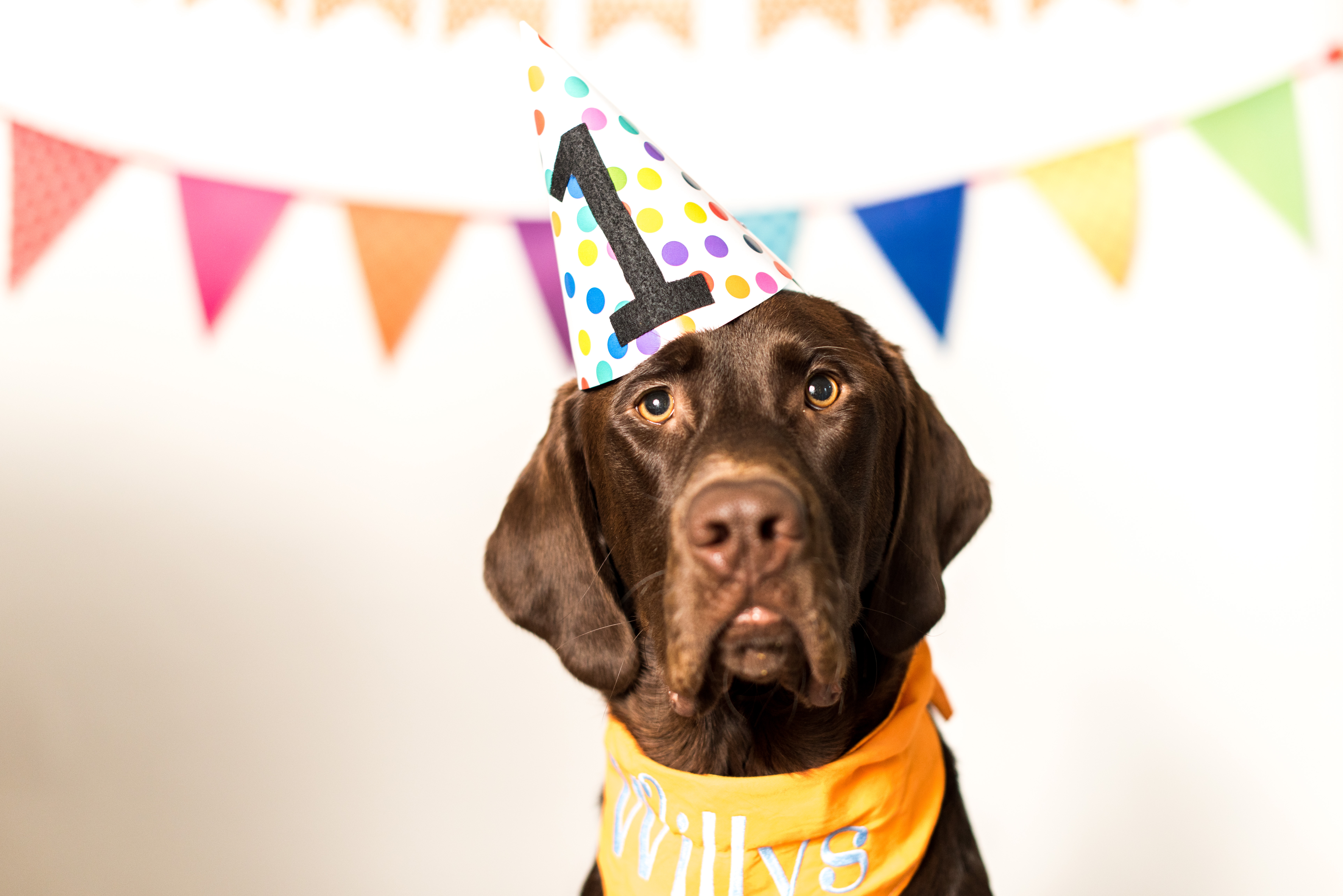 Собака празднует. День рождения собаки. Собака в праздничном колпаке. С днем рождения животные. Празднование дня рождения животного.