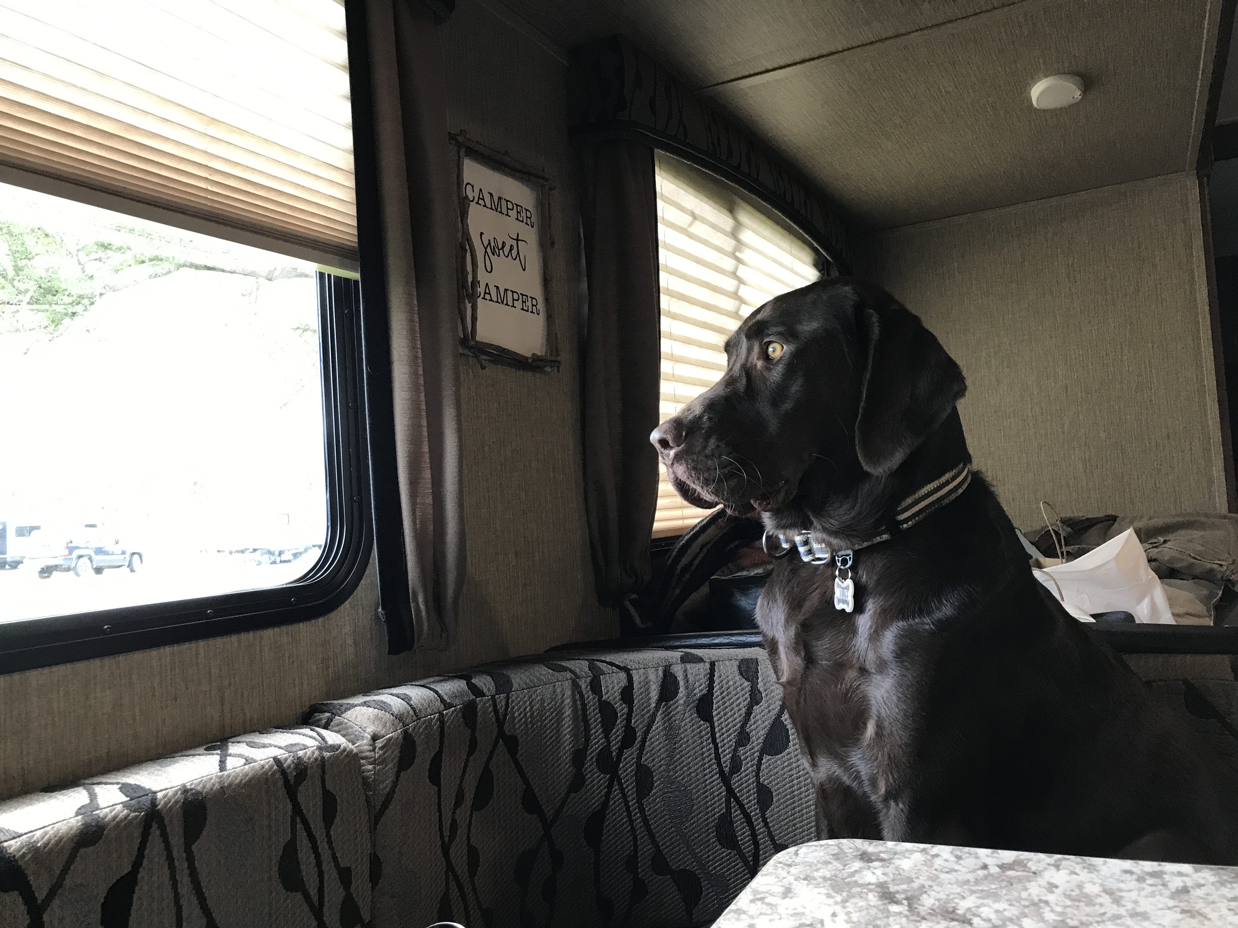 dogs, camping, trailer, travel, RV, vacation, pet